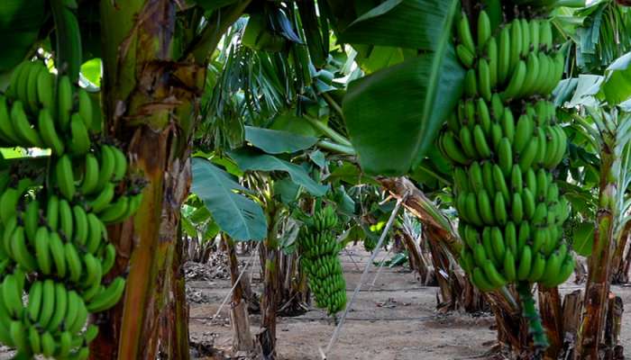 Specialists at Razat Farm discover new species of banana