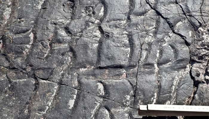 Scientists discover world’s oldest fossilised forest