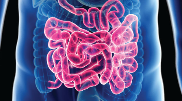 Small intestine adapts its size based on nutritional intake: Study