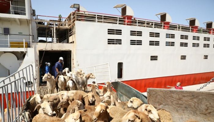 استيراد أكثر من 217 ألف رأس ماشية لتلبية احتياجات المستهلكين بسلطنة عمان