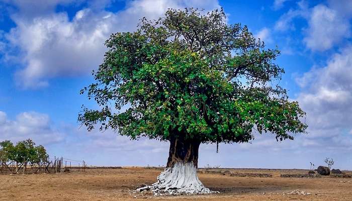 Environment Authority launches campaign to protect perennial trees from insect pests in Dhofar