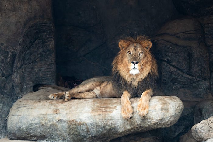 Oman’s largest zoo, Safari World to roar to life