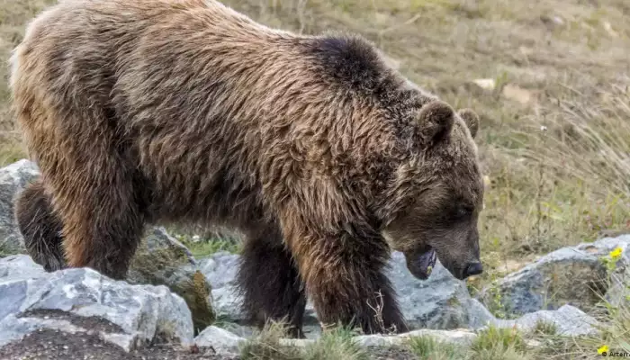 Once endangered, brown bears bounce back in the Pyrenees