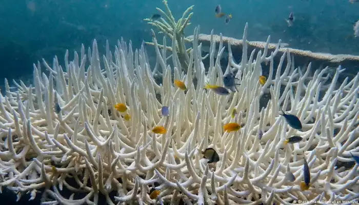 World sees 'severe' coral bleaching event
