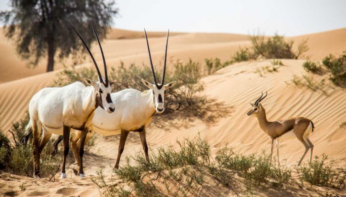 زيادة المحميات البرية بسلطنة عُمان إلى 30 محمية