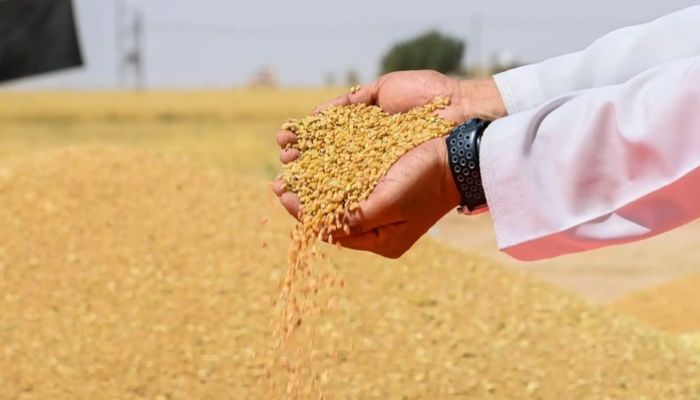 بدء عمليات حصاد القمح بولاية نخل