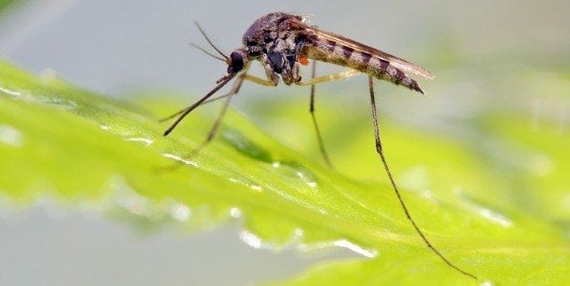 أكثر من نصف سُكان العالم يواجهون خطر الإصابة بأمراض ينقلها البعوض