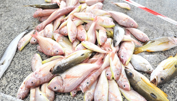 Fisheries Development Oman highlights investment prospects at Barcelona Global Seafood Expo