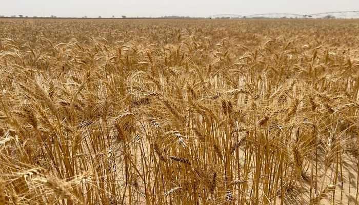 250 طنًّا كمية إنتاج القمح بمحافظة البريمي للموسم الزراعي 2023\2024