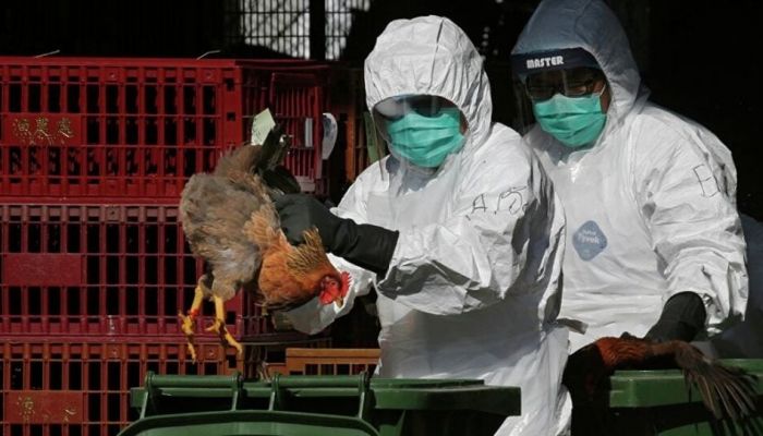 الصحة العالمية: خطر أنفلونزا الطيور ينخفض