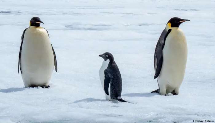 German, New Zealand research institutes sign Antarctic deal