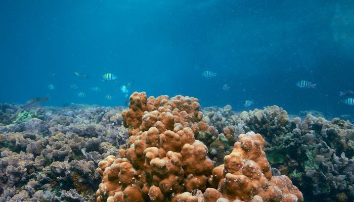 شاهد جمال وروعة الشعابُ المرجانيّة في مسندم.. بيئةٌ جاذبة لمحبي الغوص (صور)