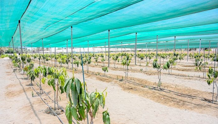 سلطنة عُمان تحتفل باليوم الدولي لصحة النبات
