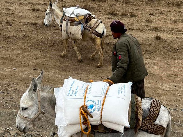 Flood-hit areas in Afghanistan "inaccessible by trucks", donkeys come to rescue