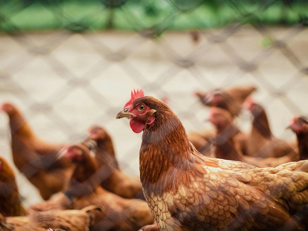 US reports second human case of bird flu