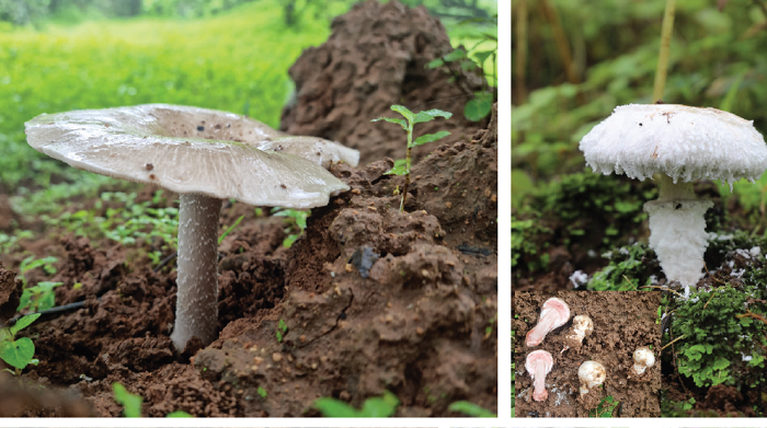 International Day for Biodiversity: New species of Fungi discovered in Oman