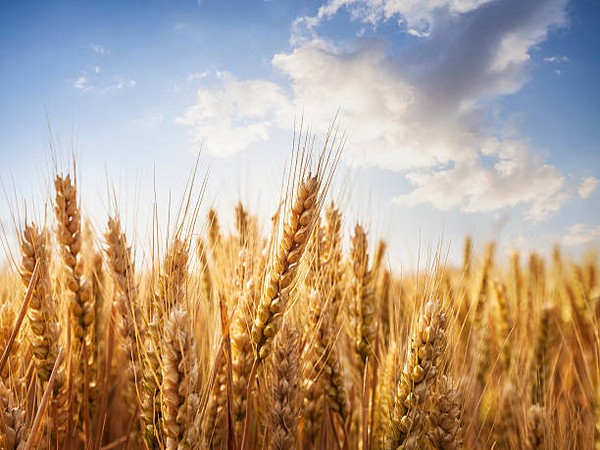 Pakistan: Farmers reject suspension in wheat scandal, demand genuine accountability