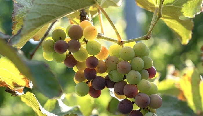 Grape harvest season begins in North Al Sharqiyah