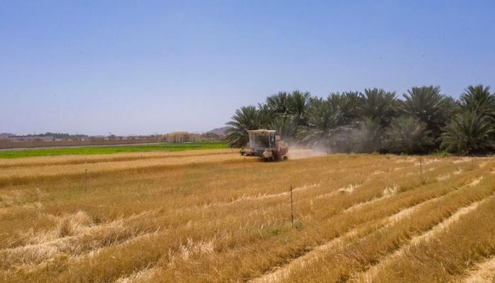 المطاحنُ العُمانية تشتري 10 آلاف طن من القمح العُماني