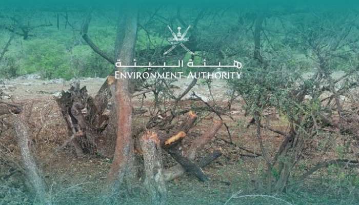 Oman authority gets tough on violators for illegal tree-cutting I Times ...