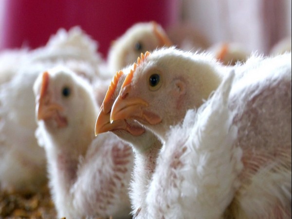 Mexico man's death linked to bird flu not yet seen in humans: WHO
