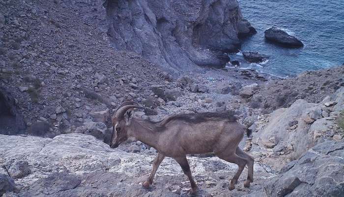 Trap cameras capture Arabian Ibex drinking seawater