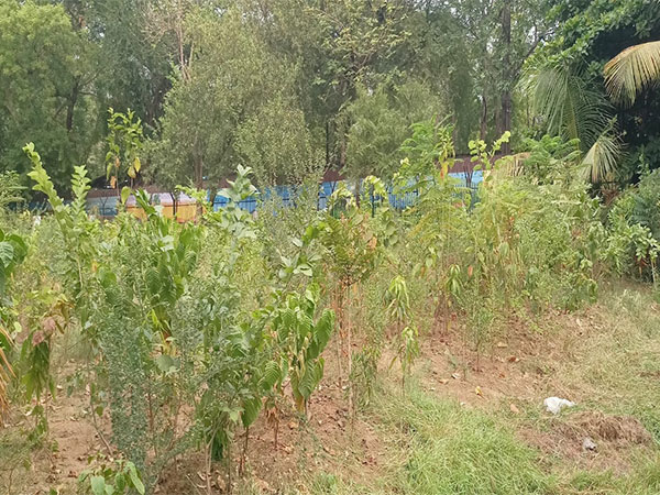 India: Youth group develops mini-forest with Japanese Miyawaki method in Raipur