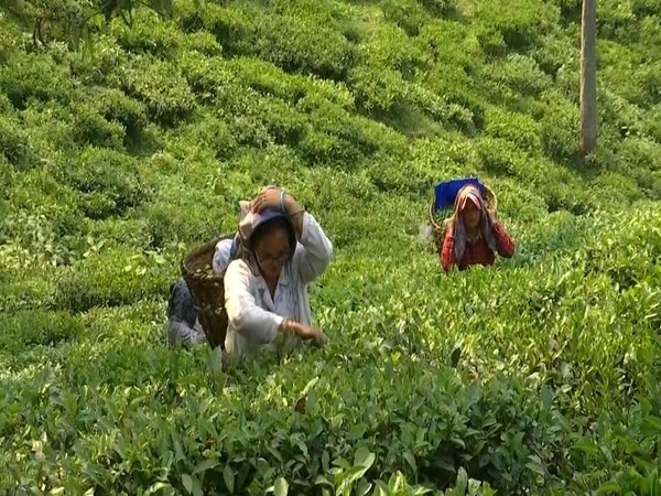 North India's tea industry faces major crisis with production down 60mn kilos amid extreme weather