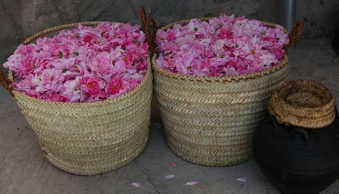 Jabal Al Akhdar farms produce 20 tonnes of roses