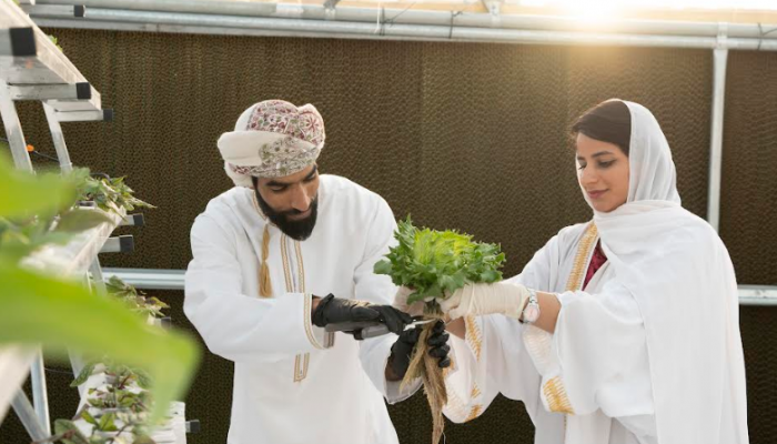 Oman’s First Hydroponic Farm in a Luxury Hotel Alila Jabal Akhdar