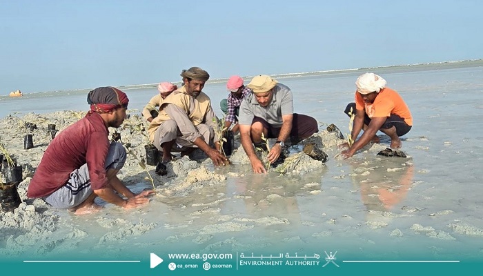 New drive launched to plant 30,000 mangrove seedlings
