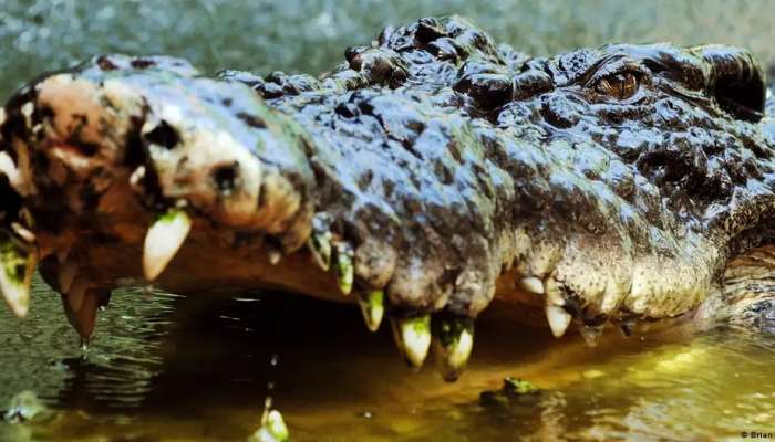 Australia: Rangers shoot 14 foot crocodile that killed child