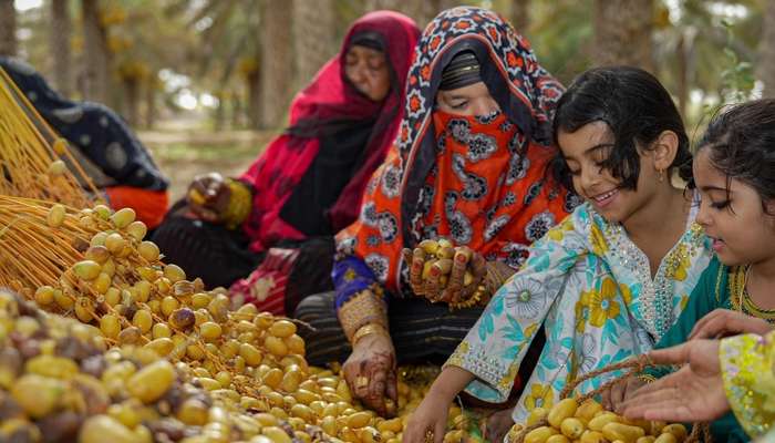 Over 7,700 tonnes of Al Mabasli dates produced in Jaalan Bani Bu Hassan