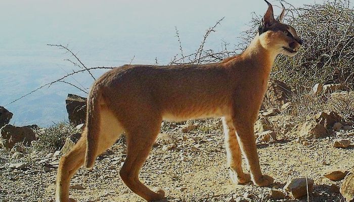 باحثون عُمانيون يوثّقون السلوك الافتراسي للوشق في جبال ظفار