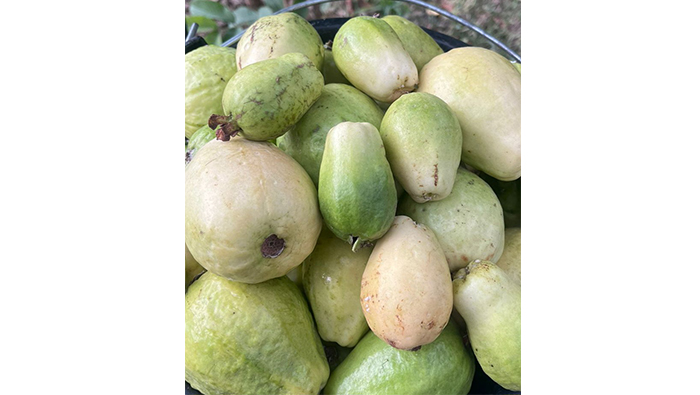 Omani farmer turns his guava farming dream into a reality