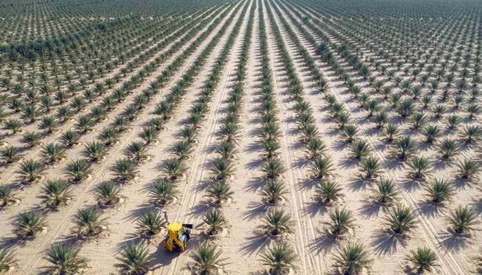 فرص استثمارية كبيرة لزراعة النخيل والثوم العُماني والقرعيات