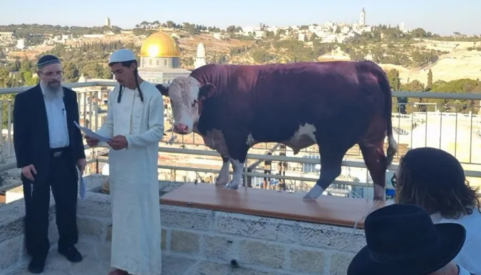 الصهاينة يمارسون طقوس الصلاة على بقرة حمراء استعدادا لهدم الأقصى
