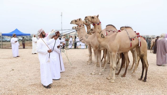 انطلاق منافسات مهرجان ظفار للمزاينة بصلالة