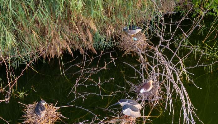 Two new bird species discovered in Al Ansab Wetland