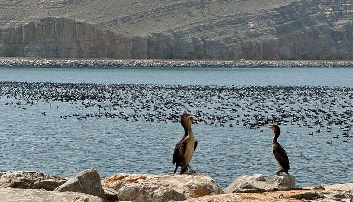 Socotra Cormorants use Musandam Governorate as a feeding station