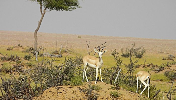 أكثر من 1300 زائر لمحمية المها العربية