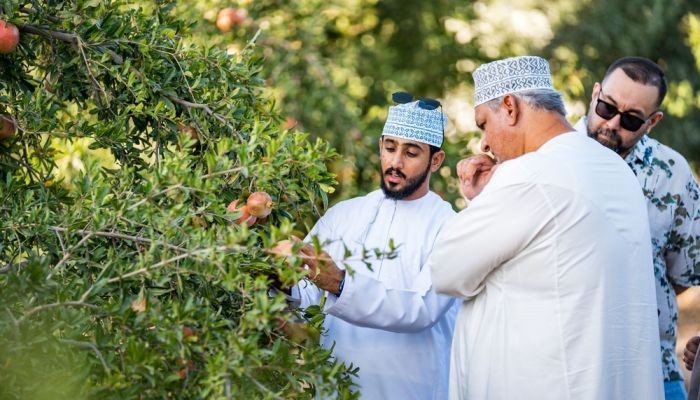 انطلاق فعاليات 'قطاف ثمار رمان الجبل الأخضر' بمحافظة الداخلية