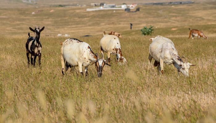 المشروع الوطني لتحصين الثروة الحيوانية يساهم في مكافحة الأمراض المعدية والوبائية