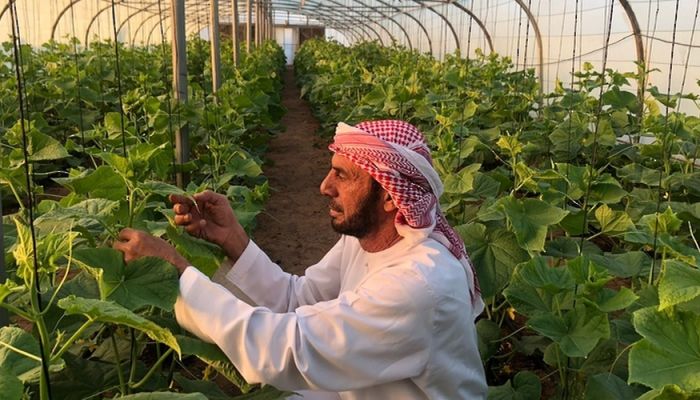 القطاع النباتي في سلطنة عُمان .. تنوع بيئي ومناخي أساسي متين