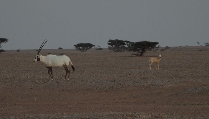 هيئة البيئة تعلن نجاح برنامج إطلاق المها العربي في محمية المها العربية