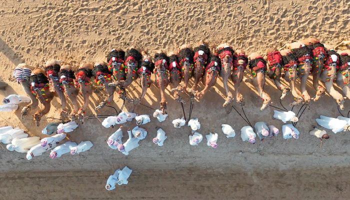أكثر من 150 ناقة تشارك في عرضة الهجن بالبريمي