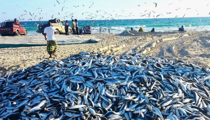 صيدُ السردين.. موروثٌ تقليديٌّ ومورد اقتصاديٌّ للصيادين بمحافظة ظفار