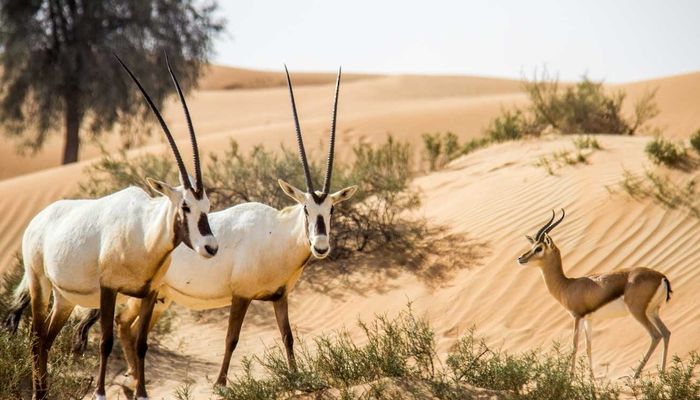 إصدار لائحة التحكم في الضوضاء بالبيئة العامة