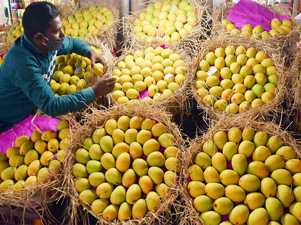 Pakistan loses forex, farmers in distress due to lower production and exports of mangoes