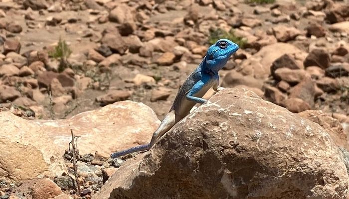 رصد 7 أنواع بمشروع مسح الزواحف البرية في شمال الشرقية